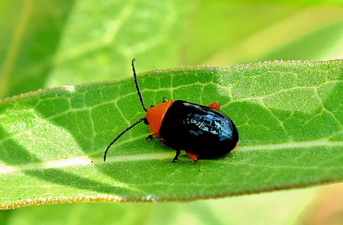 skinnende loppe biller, bille, insekt, væsen, flyvende insekt, winged insekt, tæt på, natur, blad, skinnende, skinnende bug, bokeh, entomologi, biologi, leddyr, asphera lustrans, hvirvelløse, dyr, dyreliv, dyre temaer, et dyr, grøn farve, dyr i naturen, plante del, plante, ingen mennesker, selektiv fokusering, dag, vækst, udendørs, dyr kropsdel, 1080P, CC0, offentligt domæne, royaltyfrie