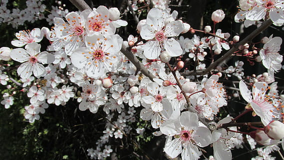 White, Spring, Blossom, flower, fragility, tree, white color, beauty in nature, flowering plant, freshness, plant, growth, vulnerability, springtime, close-up, branch, petal, cherry blossom, inflorescence, pollen, day, nature, flower head, cherry tree, no people, outdoors, plum blossom, bunch of flowers, 4K, CC0, public domain, royalty free