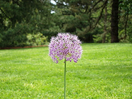 bloem, gras, boom, Bos, hout, gazon, flora, land, tuin-, fabriek, bloeiende plant, versheid, schoonheid in de natuur, groei, land-, natuur, veld-, focus op de voorgrond, breekbaarheid, dag, kwetsbaarheid, groene kleur, Purper, bloeiwijze, bloemhoofd, geen mensen, buitenshuis, lente, 720P, CC0, publiek domein, royaltyvrij