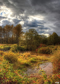 marshlands, sky, clouds, outdoors, scenic, tranquil, stratosphere, atmosphere, high, weather, meteorology, cloudscape, view, environment, nature, tree, plant, cloud - sky, land, no people, beauty in nature, tranquility, scenics - nature, growth, non-urban scene, landscape, grass, tranquil scene, forest, the way forward, day, ominous, 720P, CC0, public domain, royalty free