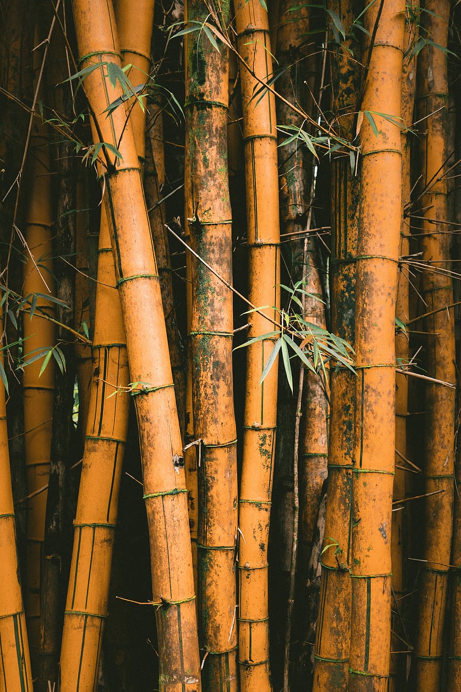 primer pla, foto, bambús, verd, planta de bambú de fulla, bambú, arbre, planta, bosc, espés, dur, fons, pel·lícula, bosc de bambú, passeig de bambú, asium, planta d’illa, vida de l'illa de l'illa, paradís, illa, estiu, National Geographic, fusta, explorant, bambú - planta, cap gent, tronc de l'arbre, tronc, terra, dia, a l'aire lliure, naturalesa, creixement, bellesa a la natura, tranquil·litat, tub de tub, marc complet, enredat, 5K