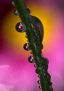gotes, planta, macro, reflexió, rosada, primer pla, tirar, cap gent, aigua, frescor, color verd, fons de colors, humit, bellesa a la natura, naturalesa, tir de l'estudi, enfocament selectiu, a l'interior, creixement, puresa, benestar, menjar, alimentació saludable, porpra, 1080P, CC0, domini públic, lliure de regalies
