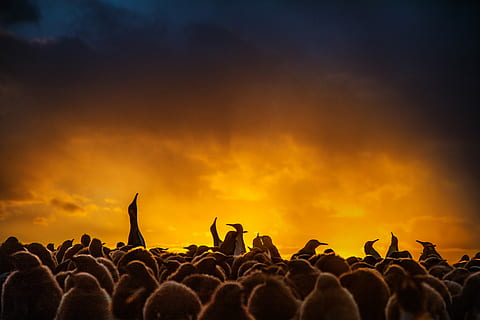 silhuetfotografi, gruppe, pingviner, gylden, time, solnedgang, solopgang, orange, Sky, menneskemængde, menneskelig kropsdel, menneskelige arm, begivenhed, kropsdel, spænding, gruppe af mennesker, lemmer, ydeevne, kunstkultur og underholdning, positive følelser, menneskelig lem, musik, nydelse, emotion, fan - entusiast, publikum, rockmusik, tilskuer, atmosfære, musik Festival, natteliv, hånd, festival, ungdom, klapper, scene, teenager, pop rock, lys, 5K, CC0, offentligt domæne, royaltyfrie