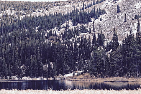 furutrær, kropp, vann, skogfoto, dagtid, landskap, fotografi, trær, fjellene, natur, vinter, snø, skog, tre, scenics, kaldtemperatur, utendørs, ingen folk, fjell, rolig scene, skjønnhet i naturen, fargebilde, innsjø, frost, ikke-urbane scene, anlegg, naturskjønnhet - natur, ro, furutre, vekst, dag, land, nåletre, furuskog, 4K, CC0, offentlig domene, opphavsrett gratis
