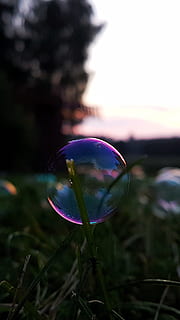 bolle, Bolle di sapone, paesaggio, Magia, sera, notte, vulnerabilità, fragilità, pianta, concentrarsi sulle conoscenze acquisite, natura, avvicinamento, cielo, trasparente, sfera, bolla, bellezza nella natura, fiore, tramonto, pianta fiorita, nessuno, giorno, mezz'aria, riflessione, all'aperto, crescita, viola, leggero, testa di fiore, 1080P, CC0, dominio pubblico, privo di copyright