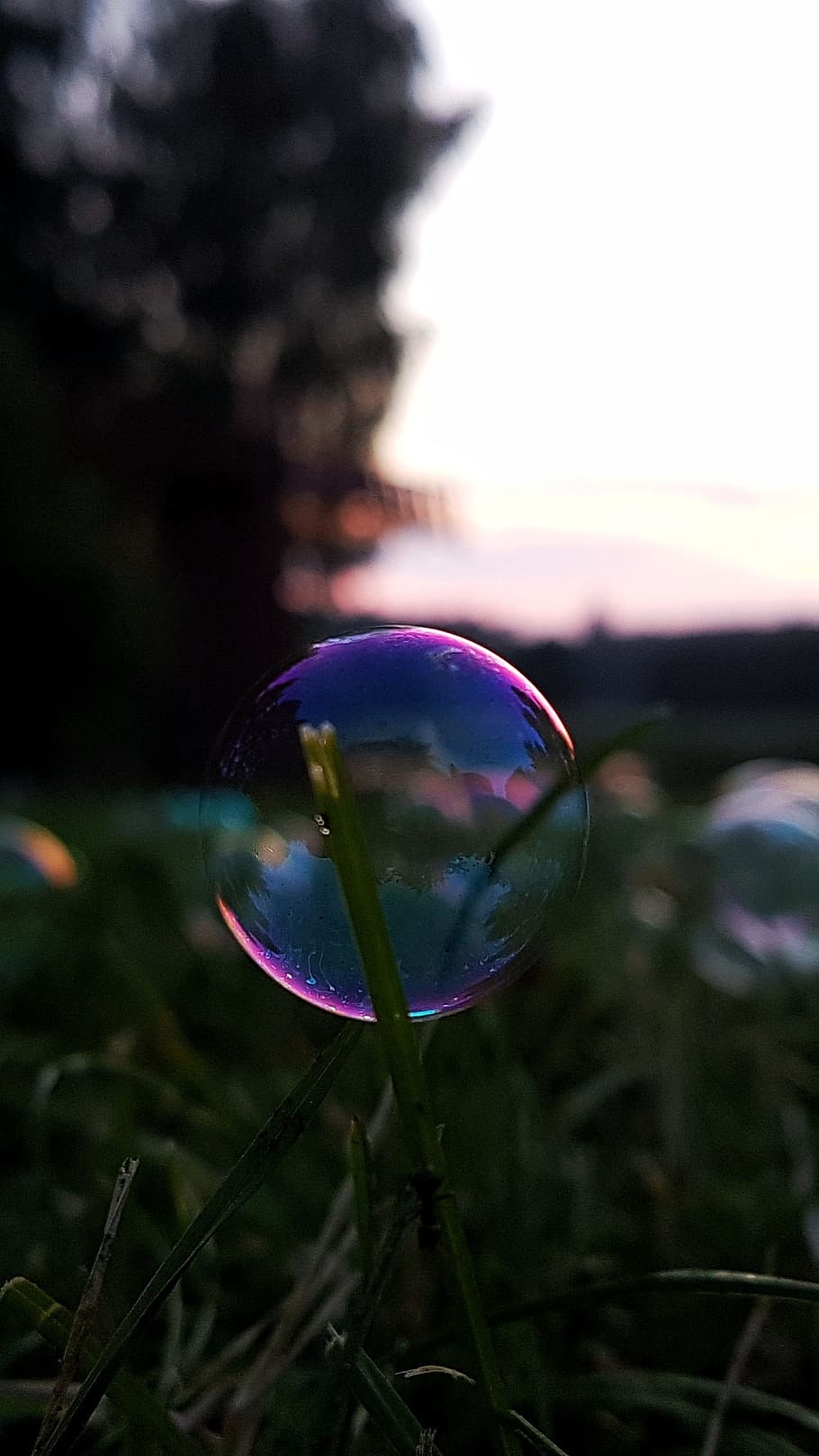 bolle, Bolle di sapone, paesaggio, Magia, sera, notte, vulnerabilità, fragilità, pianta, concentrarsi sulle conoscenze acquisite, natura, avvicinamento, cielo, trasparente, sfera, bolla, bellezza nella natura, fiore, tramonto, pianta fiorita, nessuno, giorno, mezz'aria, riflessione, all'aperto, crescita, viola, leggero, testa di fiore, 1080P