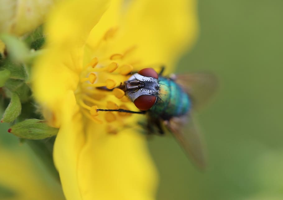 volar, insecte, brachycera, dípters, animals, flor, invertebrat, planta amb flors, temes d'animals, animal, un animal, fauna animal, planta, primer pla, animals a la natura, bellesa a la natura, fragilitat, frescor, groc, pètal, vulnerabilitat, cap de flor, dia, creixement, ala dels animals, polinització, cap gent, a l'aire lliure, pol·len, 4K