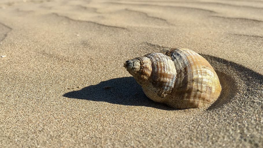 bílý, mušle, písek, pláž, shell, pobřeží, spirála, pobřežní čára, písčité, makro, vzor, textura, zvířat, přistát, zvířecí shell, zvíře, Příroda, slunečního světla, zvířata ve volné přírodě, moře, stín, nikdo, detail, jednoho zvířete, krása v přírodě, den, voda, venku, námořní, plazení, povrchu, 2K