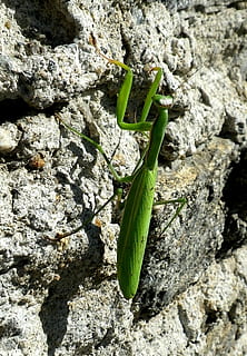 Modliszka, mantodea, blisko, zielony kolor, zbliżenie, jedno zwierzę, Natura, żadnych ludzi, dzień, zwierzęta na wolności, skała, tematy zwierzęce, bezkręgowy, zwierzę, rock - obiekt, zwierzęca przyroda, solidny, owad, roślina, światło słoneczne, wzrost, skupić się na pierwszym planie, na dworze, 1080P, CC0, domena publiczna, darmowe zdjęcia