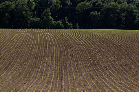 paesaggio, arabile, primavera, terra, verde, frisch, serie, graficamente, albero, agricoltura, natura, all'aperto, nessuno, scena rurale, pianta, campo, crescita, la tranquillità, scenics - natura, scena tranquilla, azienda agricola, modello, bellezza nella natura, ambiente, giorno, colore verde, piantagione, 4K, CC0, dominio pubblico, privo di copyright