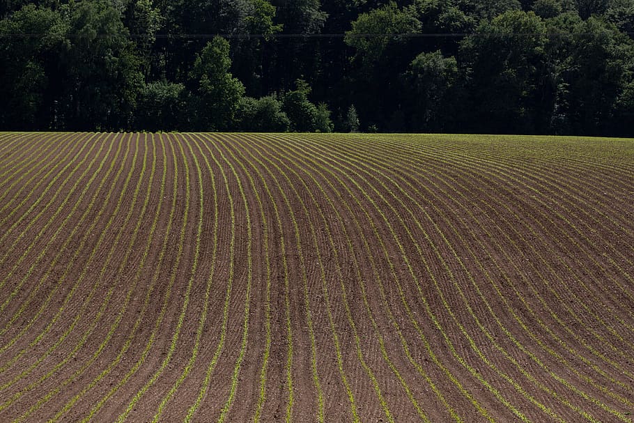 paesaggio, arabile, primavera, terra, verde, frisch, serie, graficamente, albero, agricoltura, natura, all'aperto, nessuno, scena rurale, pianta, campo, crescita, la tranquillità, scenics - natura, scena tranquilla, azienda agricola, modello, bellezza nella natura, ambiente, giorno, colore verde, piantagione, 4K