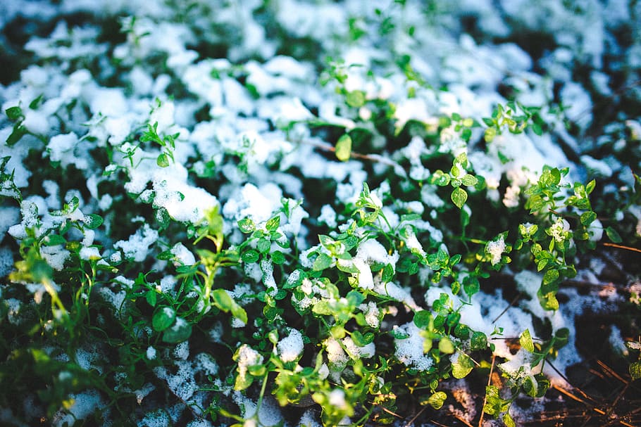 verde, piante, la neve, inverno, fresco, bianca, pianta, crescita, bellezza nella natura, fiore, colore verde, freschezza, giorno, nessuno, natura, concentrarsi sulle conoscenze acquisite, pianta fiorita, foglia, avvicinamento, parte vegetale, vulnerabilità, fragilità, messa a fuoco selettiva, campo, all'aperto, terra, testa di fiore, vivaio, 5K