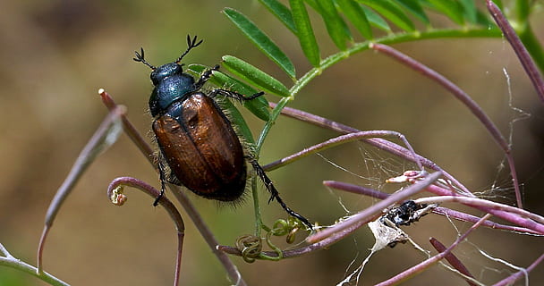 fotografia naturalistica, nero, Marrone, coleottero che si appollaia, verde, pianta fogliare, nero e marrone, scarafaggio, foglia verde, pianta, insetto, natura, vicino, Maikäfer, chafer, erbe, filigrana, krabbeltier, erba, creatura, insetto di volo, animale, macro insetto, mondo animale, bellissimo, estate, prato, un animale, animali allo stato selvatico, fauna selvatica, temi animali, avvicinamento, invertebrato, concentrarsi sulle conoscenze acquisite, bellezza nella natura, nessuno, all'aperto, macro, albero, parte del corpo animale, giorno, ala animale, ramo, farfalla - insetto, 1080P, CC0, dominio pubblico, privo di copyright
