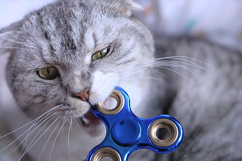 cat, bite, blue, 3-blade, 3- blade fidget spinner, fidget spinner, biting, domestic, pets, domestic animals, animal themes, domestic cat, animal, feline, mammal, one animal, whisker, vertebrate, animal body part, indoors, close-up, gray, portrait, animal hair, focus on foreground, no people, animal head, animal eye, drinking, 4K, CC0, public domain, royalty free