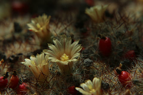 kaktus, blomster, kaktusblomst, tæt, plante, ingen mennesker, natur, tæt på, hav, undervands-, mad, mad og drikke, selektiv fokusering, udendørs, undersøiske, dag, vand, dyr, fokus på forgrunden, skønhed i naturen, frugt, jord, dyre temaer, friskhed, marine, økosystem, 5K, CC0, offentligt domæne, royaltyfrie