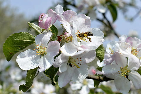 Blumenstrauch, Biene, Bestäubung, Frühling, Natur, Apfelblüte, Blume, keine Leute, Pflanze, blühen, Tag, Nahansicht, draußen, Blatt, Wachstum, blühende Pflanze, Zerbrechlichkeit, Schönheit in der Natur, Verletzlichkeit, Frische, Blütenblatt, Blütenkopf, Pollen, Baum, weiße Farbe, Blütenstand, Obstbaum, Kirschblüte, Kirschbaum, 1080P, CC0, gemeinfrei, lizenzfrei