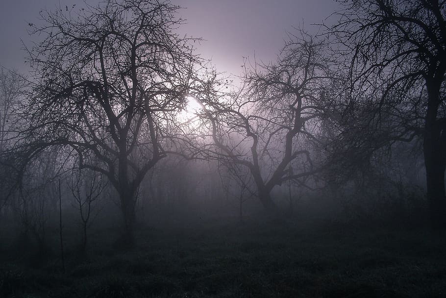 primer pla, fotografia, nua, arbres, baretrees, gris, cel, arbre, fosc, humor, tarda, boirina, pel · lícula d'horror, misteri, naturalesa, boira, fantasmal, bosc, hivern, paisatge, horror, branca, a l'aire lliure, silueta, temps, escenics, escena rural, temporada, cap gent, tranquil·litat, escena tranquil·la, bellesa a la natura, planta, terra, arbre nu, medi ambient, escena no urbana, escenics - natura, clima, nebulós, 2K