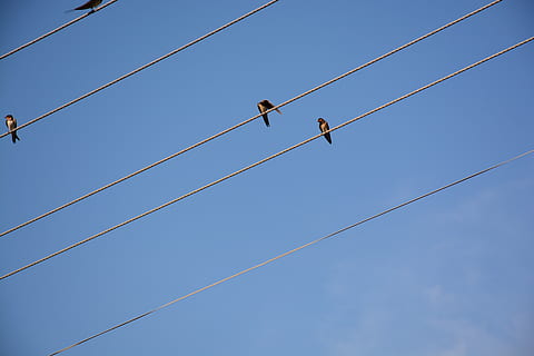 wire, bird, diagonal, blue, sky, warning sign, risk, sign, people, rope, two people, connection, copy space, communication, cable, low angle view, adult, men, day, nature, full length, effort, conquering adversity, telephone line, 5K, CC0, public domain, royalty free