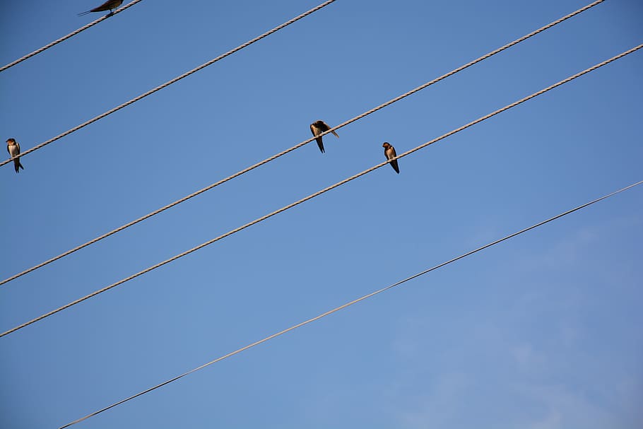cable, ocell, diagonal, blau, cel, senyal d'advertència, risc, signe, gent, corda, dues persones, connexió, còpia espai, comunicació, vista d’angle baix, adult, homes, dia, naturalesa, longitud completa, esforç, conquerir l'adversitat, línia telefònica, 5K