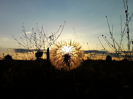 zonsondergang, veld-, backlight, hemel, fabriek, natuur, schoonheid in de natuur, silhouet, land-, groei, bloem, bloeiende plant, buitenshuis, kalmte, milieu, scenics - natuur, paardebloem, rustige scène, geen mensen, breekbaarheid, niet-stedelijke scène, bloemhoofd, 1080P, CC0, publiek domein, royaltyvrij