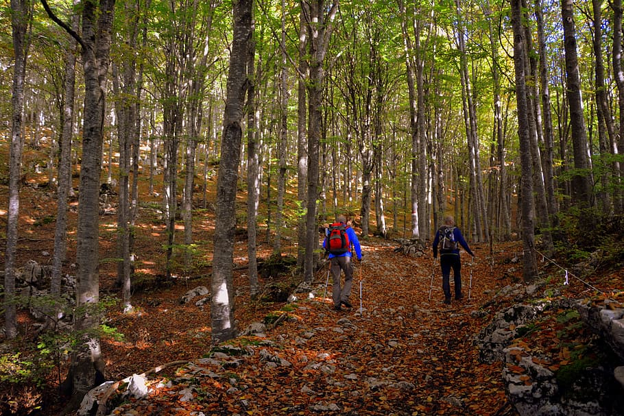 excursió, bosc, tardor, ruta, trekking, marxa nòrdica, muntanya, el camí europeu, e5, lessinia, Itàlia, terra, arbre, planta, activitat d'oci, caminar, naturalesa, senderisme, vista del darrere, activitat, estils de vida, tronc de l'arbre, tronc, sendera, bellesa a la natura, homes, tranquil·litat, grup de persones, persones reals, a l'aire lliure, 5K