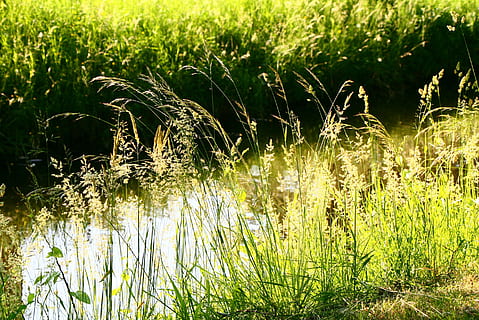herba, llum, espiguetes, verd, naturalesa, planta, agricultura, color verd, pantà, creixement, bellesa a la natura, tranquil·litat, terra, camp, aigua, dia, llum solar, cap gent, escena tranquil·la, a l'aire lliure, escenics - natura, llac, centrar-se en primer pla, medi ambient, 2K, CC0, domini públic, lliure de regalies