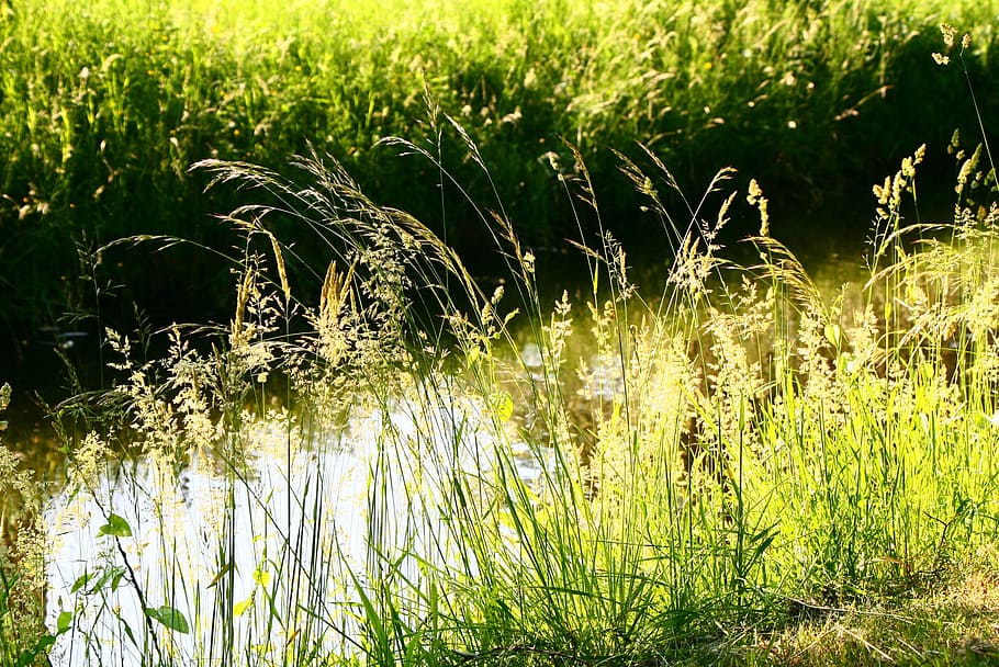 herba, llum, espiguetes, verd, naturalesa, planta, agricultura, color verd, pantà, creixement, bellesa a la natura, tranquil·litat, terra, camp, aigua, dia, llum solar, cap gent, escena tranquil·la, a l'aire lliure, escenics - natura, llac, centrar-se en primer pla, medi ambient, 2K
