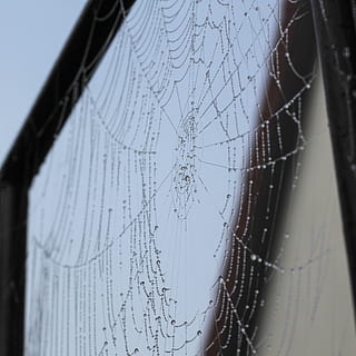 spin, netwerk, spinneweb, dauw, herfst, mist, geen mensen, selectieve aandacht, detailopname, natuur, focus op de voorgrond, spinnenweb, dag, hek, hemel, veiligheid, barrière, grens, patroon, buitenshuis, vervoer, architectuur, water, metaal, wijze van transport, breekbaarheid, 2K, CC0, publiek domein, royaltyvrij