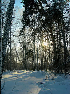 bosc, bosc d’hivern, arbres, pi, paisatge d'hivern, hivern, fred, Rússia, temperatura de fred, neu, arbre, planta, bellesa a la natura, tranquil·litat, cel, llum solar, cobertura, naturalesa, escenics - natura, terra, sol, cap gent, Color blanc, escena tranquil·la, dia, arbre nu, flare de la lent, a l'aire lliure, brillant, streaming, 2K, CC0, domini públic, lliure de regalies