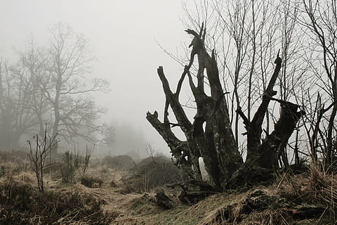 macrofotografia, spoglio, albero, nebbia, radice, radice dell'albero, autunno, natura, mistico, umore, atmosfera, umore del tempo, strano, cupo, rami, Kahl, silenzioso, paesaggio, solitudine, liquami, Belgio, Venn, brughiera, umore di novembre, paludoso, riserva naturale, palude, umido, pianta, prato, ramo, albero nudo, terra, la tranquillità, giorno, foresta, cielo, tronco, tronco d'albero, nessuno, campo, all'aperto, scena non urbana, scena tranquilla, legno - materiale, pianta morta, 4K, CC0, dominio pubblico, privo di copyright