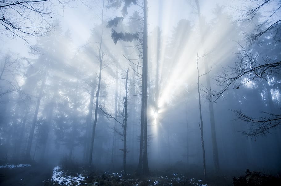 bosc, feix de llum, humor, arbres, llum, inundat, misticisme, il·luminació, naturalesa, cap gent, arbre, dia, boira, bellesa a la natura, planta, hivern, tranquil·litat, terra, escenics - natura, escena tranquil·la, medi ambient, temperatura de fred, paisatge, neu, cel, raig de sol, a l'aire lliure, 4K