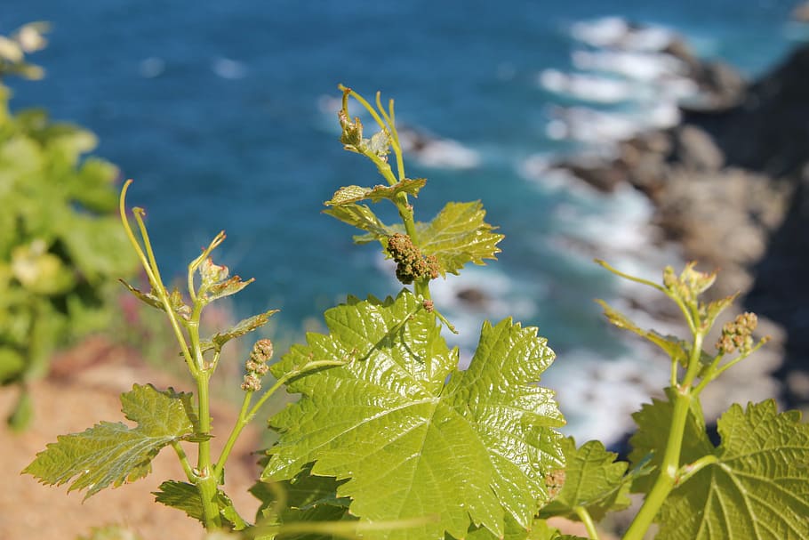 verd, full, vinya, raó, mar, oceà, roche, costat, paisatge, aigua, penya-segat, planta, part de la planta, creixement, naturalesa, color verd, bellesa a la natura, primer pla, dia, cap gent, centrar-se en primer pla, frescor, tranquil·litat, terra, a l'aire lliure, llum solar, enfocament selectiu, 4K