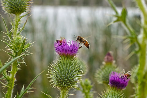 bičių, Thistle, makro, gėlė, dygliuotas, scotch, scottish, piktžolių, violetinė, žiedas, dilgėlinė, augalų, flora, gėlių, plaukuotas, žiedlapis, Škotija, galva, pobūdį, botanikos, aštrus, natūralus, aplinką, botanika, sodas, žydi, žydintys augalai, grožis gamtoje, vabzdys, gyvūnas, gyvūnų gyvūnija, gyvūnų temos, gyvūnams, bestuburiai, šviežumas, Iš arti, vienas gyvūnas, augimą, trapumas, gėlių galva, apdulkinimas, nėra žmonių, lauke, pavasarį, drugelis - vabzdys, 4K, CC0, Viešasis domenas, nemokamai