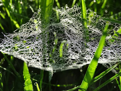 spinneweb, spinnenweb, dauw, druppeltjes, nat, ochtend-, natuur, fabriek, detailopname, breekbaarheid, groene kleur, schoonheid in de natuur, laten vallen, deel van de plant, blad, groei, dag, water, geen mensen, focus op de voorgrond, kwetsbaarheid, selectieve aandacht, buitenshuis, ingewikkeldheid, grassprietje, web, regendruppel, puurheid, 720P, CC0, publiek domein, royaltyvrij