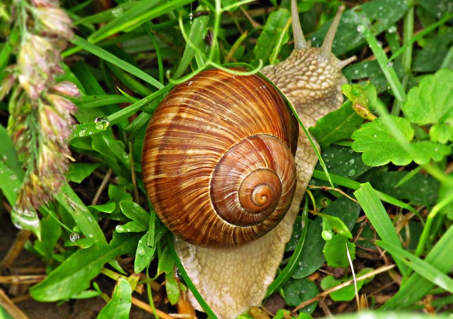 Schnecke, Hütte, Muschel, Gras, Natur, Winniczek, Hörner, Wiese, die Kreation von, Weichtier, Antennen, Schale, Gastropode, Tierwelt, wirbellos, Tier, Tierthemen, Nahansicht, Blatt, Pflanzenteil, Tierhülle, ein Tier, Tiere in freier Wildbahn, Spiral-, keine Leute, Pflanze, Tag, High Angle View, draußen, 4K