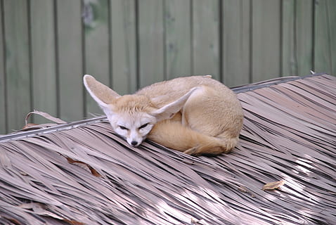 Fennek Fuchs, Dach, Wüstenfuchs, Sprichwörter, Zoo, Tier, Tierthemen, Säugetier, ein Tier, Wirbeltier, Haustiere, inländisch, Entspannung, Holz - Material, keine Leute, Tag, ausruhen, Hauskatze, Katze, katzenartig, Schlafen, Tierwelt, Augen geschlossen, Fokus auf den Vordergrund, Whisker, 4K, CC0, gemeinfrei, lizenzfrei