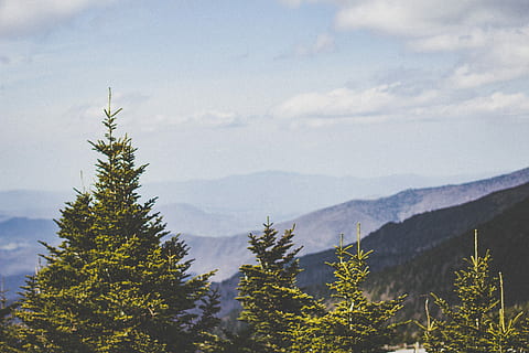 grønn, leafed, trær, klar, himmel, antenne, fotografering, fjellene, blå, tre, fjell, fjelllag, fjellkjede, furu, Evergreen, landskap, Sky, skog, skyline, utforske, eventyr, tur, natur, gå, mettet, metning, anlegg, sky - himmel, ingen folk, naturskjønnhet - natur, skjønnhet i naturen, ro, nåletre, miljø, vekst, rolig scene, dag, Pinaceae, utendørs, furutre, furuskog, eviggrønne treet, tretopp, 5K, CC0, offentlig domene, opphavsrett gratis