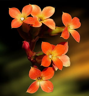orange blomster, lille bitte, gul, orange, blomster, blomstre, plante, natur, baggrund, digitalt kunstværk, grafisk, design, digital kunst, vækst, friskhed, skønhed i naturen, orange farve, blomstrende plante, tæt på, kronblad, blomst, blomsterhoved, blomsterstand, sårbarhed, skrøbelighed, ingen mennesker, fokus på forgrunden, rød, dag, pollen, frugt, 2K, CC0, offentligt domæne, royaltyfrie