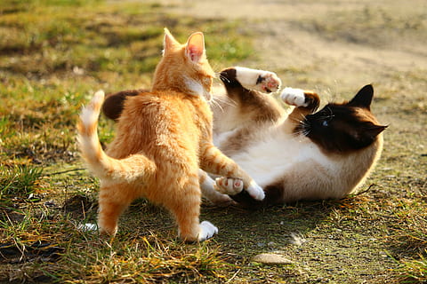 gato siames, naranja, atigrado, gato, siamés, gato de raza, gato bebé, gatito, lucha, jugar, tabby caballa roja, Mieze, Ojos de gato, felidae, retrato de gato, animal, mascotas, linda, al aire libre, Gato domestico, hierba, naturaleza, mamífero, temas de animales, nacional, animales domesticos, grupo de animales, dos animales, vertebrado, felino, nadie, tierra, perro, canino, campo, boca abierta, familia de animales, 5K, CC0, dominio público, libre de derechos