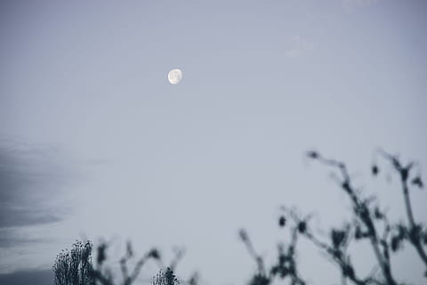 dimineața devreme, dimineata devreme, lună, natură, cer, zbor, în aer liber, albastru, iarnă, nici o persoana, temperatura rece, copac, vedere unghiulară joasă, plantă, lună plină, frumusețe în natură, liniște, scenice - natura, spaţiu, o scenă liniștită, zăpadă, noapte, amurg, Brad, conifer, 4K, CC0, domeniu public, fără drepturi de autor