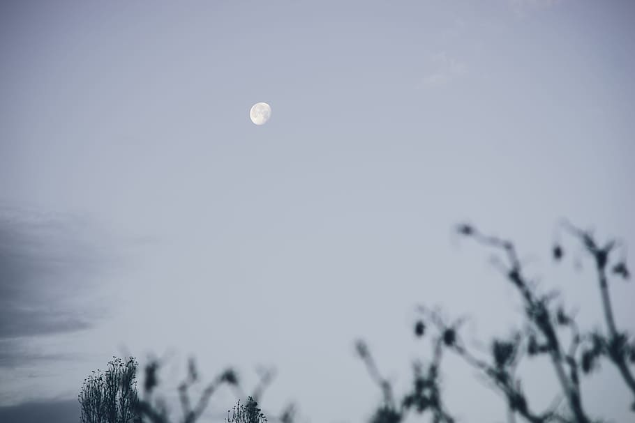 tidlig morgenmåne, tidlig morgen, måne, natur, himmel, flyvende, udendørs, blå, vinter, ingen mennesker, kold temperatur, træ, lav vinkel visning, plante, fuldmåne, skønhed i naturen, ro, scenics - natur, plads, rolig scene, sne, nat, skumring, fyrretræ, nåletræ, 4K