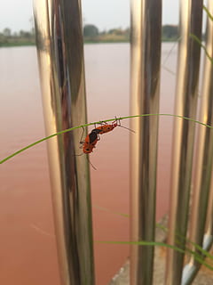 besar, bug, anak laki-laki, satwa liar hewan, tema binatang, hewan, invertebrata, satu binatang, serangga, binatang di alam liar, merapatkan, tidak ada orang, hari, fokus pada latar depan, alam, air, menanam, fokus selektif, di luar rumah, danau, keindahan di alam, pagar, bilah rumput, 4K, CC0, domain publik, bebas royalti
