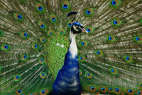 blu, verde, pavone, diffusione, coda, ruota, uccello, animale, temi animali, piuma di pavone, piuma, vertebrato, un animale, animali allo stato selvatico, a ventaglio, fauna selvatica, colore verde, bellezza nella natura, multicolore, nessuno, animale maschio, avvicinamento, bellezza, natura, all'aperto, testa di animale, 8K, CC0, dominio pubblico, privo di copyright