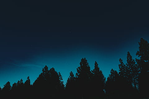 Schattenbildfoto, Kiefern, Silhouette von Bäumen, Baum, Himmel, Wald, Silhouette, Blau, Nacht-, Abend, Star, dunkel, Licht, Natur, draußen, Sterne beobachten, oben, Astrofotografie, Gradient, Hintergrund, Tapete, Wandern, Pflanze, Schönheit in der Natur, Szenen - Natur, ruhige Szene, Ruhe, Wachstum, keine Leute, Astronomie, Stern - Raum, Platz, Flachwinkelansicht, Nicht-städtische Szene, idyllisch, Nadelbaum, 8K, CC0, gemeinfrei, lizenzfrei