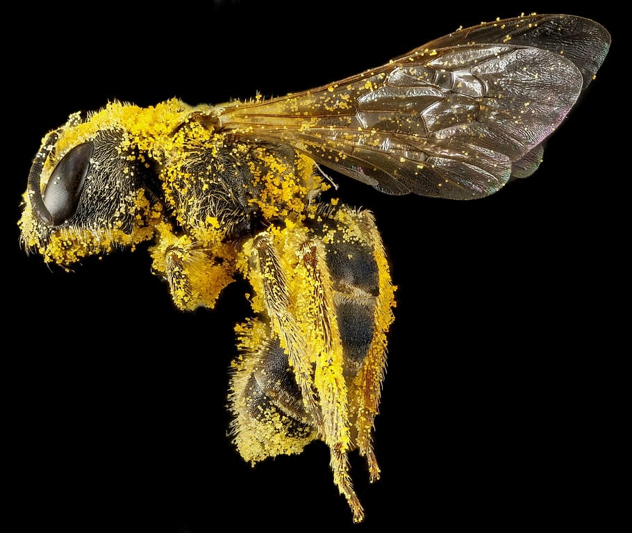 ape marrone, ape di sudore, polline, macro, insetto, natura, Ali, halictus ligatus, profilo, eusocial, a cavallo, è un sondaggio geologico, un animale, fauna selvatica, rettile, animali allo stato selvatico, giallo, sfondo nero, animale, temi animali, vista laterale, nessuno, girato in studio, in casa, avvicinamento, invertebrato, vertebrato, vita marina, zoologia, mare, ritagliare, marino, subacqueo, vista profilo, 2K