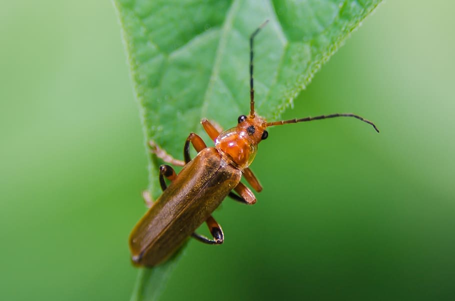 tòrax, error, plantes, insecte, full, naturalesa, macrofotografia, fotografia de natura, macro, zoom, nikon, d7000, petites coses, temes d'animals, animal, fauna animal, invertebrat, un animal, animals a la natura, primer pla, part de la planta, cap gent, color verd, zoologia, part del cos dels animals, dia, artròpode, antena animal, planta, a l'aire lliure, 1080P