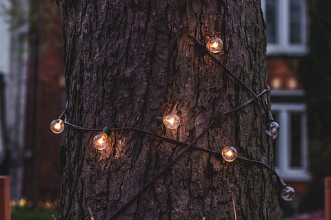 light bulbs, wrap, around, tree, string lights, turn, daytime, brown, log, string, lights, light, tree trunk, trunk, light bulb, decoration, outdoors, christmas, winter, lantern, night, electric Lamp, lighting Equipment, illuminated, no people, architecture, city, focus on foreground, close-up, plant, nature, electricity, wood - material, hanging, cable, day, selective focus, in a row, 4K, CC0, public domain, royalty free