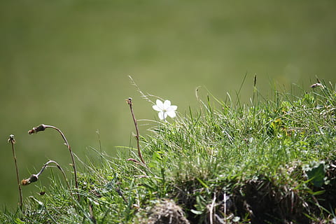 weide, bloem, de lente, natuur, dezelfde, veld-, fabriek, geen mensen, dag, gras, groei, bloeiende plant, schoonheid in de natuur, breekbaarheid, groene kleur, land-, kwetsbaarheid, versheid, witte kleur, detailopname, selectieve aandacht, kalmte, focus op de voorgrond, buitenshuis, lente, paardenbloem zaad, 4K, CC0, publiek domein, royaltyvrij