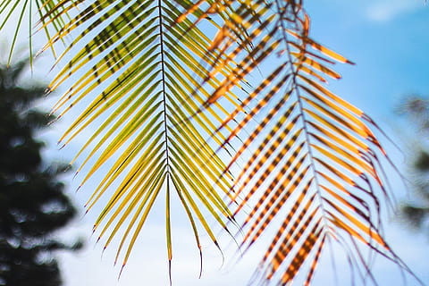Nahaufnahmefoto, Grün, Blattpalme, Blau, Himmel, Nahansicht, Foto, grünes Blatt, blauer Himmel, Natur, Blatt, Baum, Sommer-, Sonnenlicht, draußen, Ast, Pflanze, Wald, grüne Farbe, Sonne, Schönheit in der Natur, tropisches Klima, Hintergründe, keine Leute, Wachstum, Palme, Tag, Jahreszeit, Frische, Flachwinkelansicht, die Architektur, gebaute Struktur, Gebäudehülle, wolke - himmel, Pflanzenteil, selektiver Fokus, große Höhe, Palmblatt, Wolkenkratzer, Luxus, 1080P, CC0, gemeinfrei, lizenzfrei