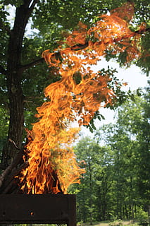 griglia, fuoco, fiamma, foresta, calore, ardente, fiamme, albero, pianta, natura, colore arancione, calore - temperatura, giorno, fuoco - fenomeno naturale, nessuno, terra, tronco d'albero, crescita, all'aperto, tronco, concentrarsi sulle conoscenze acquisite, bellezza nella natura, la tranquillità, 4K, CC0, dominio pubblico, privo di copyright